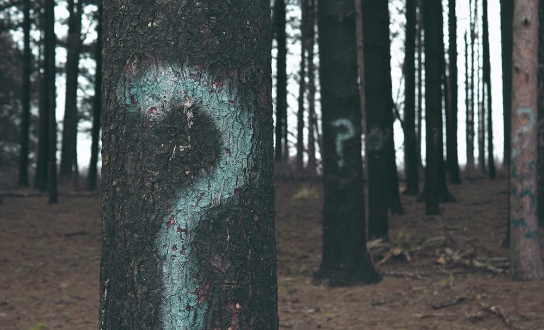 Woodland with question marks on trees